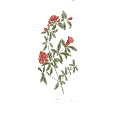 Shrub with scarlet flowers - A Curious Herbal - 1737