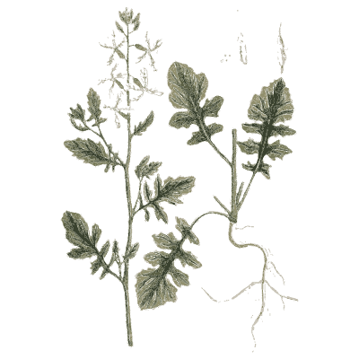 Mustard plant - A Curious Herbal - 1737