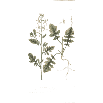 Lobed-leaved herb with root and flowers 02 - A Curious Herbal - 1737