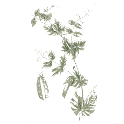 Pale climbing vine - A Curious Herbal - 1737
