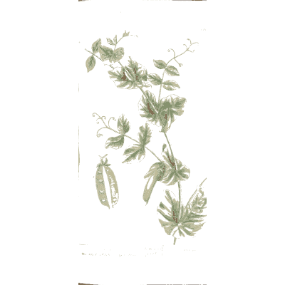 Pea vine with pods 02 - A Curious Herbal - 1737