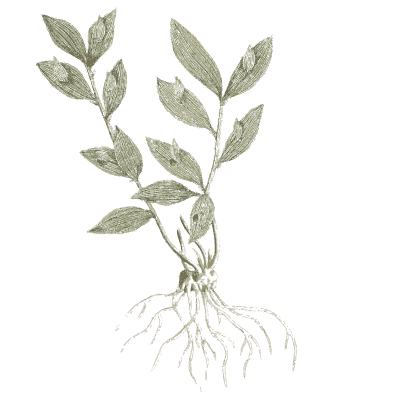 Herb with paired leaves and root - A Curious Herbal - 1737