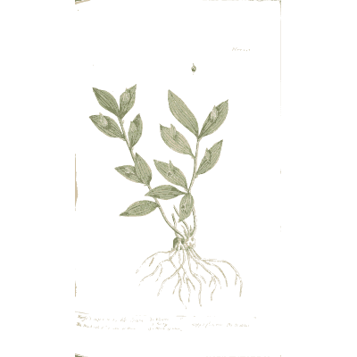 Paired-leaved herb with root - A Curious Herbal - 1737