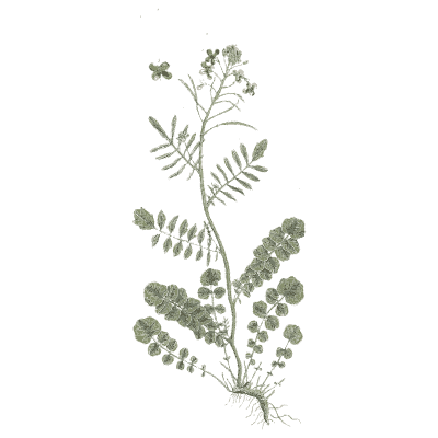 Vetch-like herb - A Curious Herbal - 1737