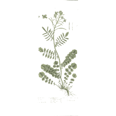 Pinnate-leaved herb with root - A Curious Herbal - 1737