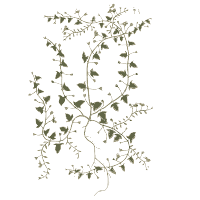 Trailing herb with tiny leaves - A Curious Herbal - 1737