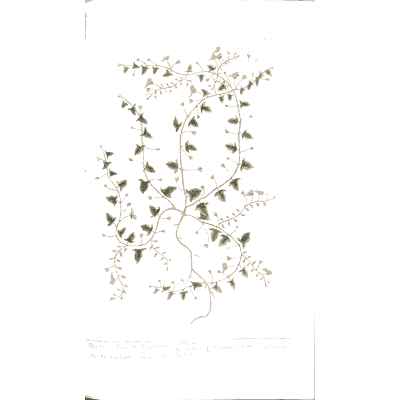 Trailing small-leaved vine - A Curious Herbal - 1737