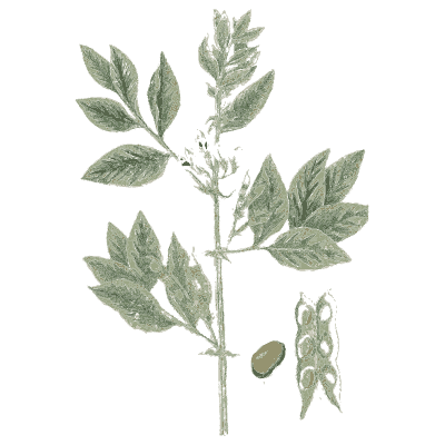 Bean plant with seeds - A Curious Herbal - 1737