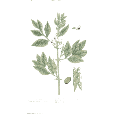 Broad bean with pods 02 - A Curious Herbal - 1737