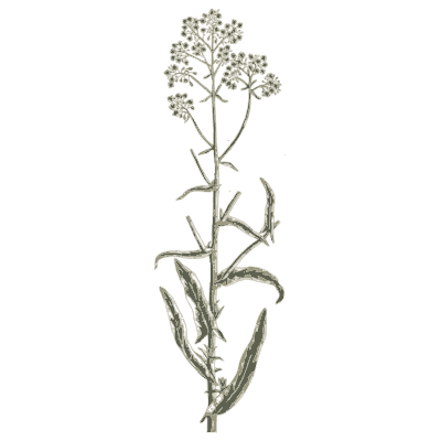 Cress in flower - A Curious Herbal - 1737
