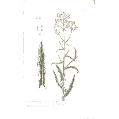 Woad 02 - A Curious Herbal - 1737