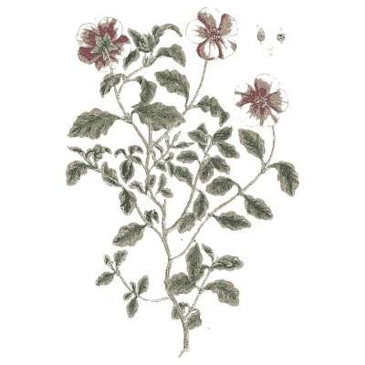 Mallow in flower - A Curious Herbal - 1737