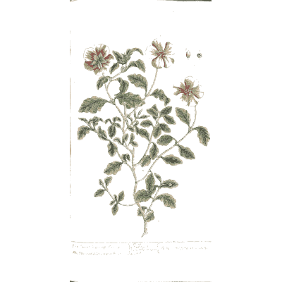 Sweet briar 02 - A Curious Herbal - 1737