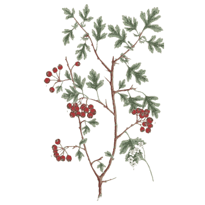 Hawthorn with berries - A Curious Herbal - 1737
