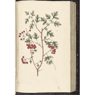 Hawthorn branch with berries - A Curious Herbal - 1737