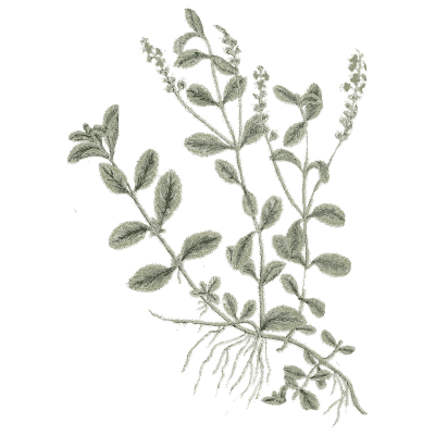 Spreading herb with flower spikes - A Curious Herbal - 1737