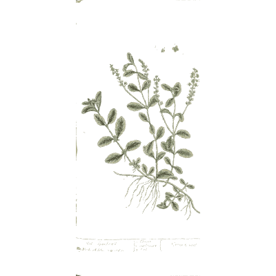 Speedwell - A Curious Herbal - 1737
