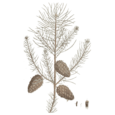 Larch branch with cones - A Curious Herbal - 1737