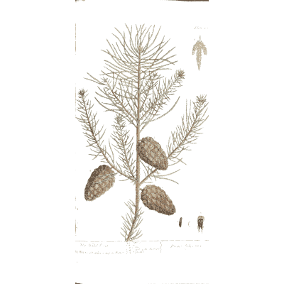 Wild pine branch with cones 02 - A Curious Herbal - 1737
