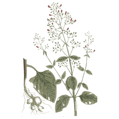 Flowering herb with root - A Curious Herbal - 1737