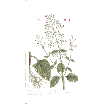 Broad-leaved herb with flower heads - A Curious Herbal - 1737
