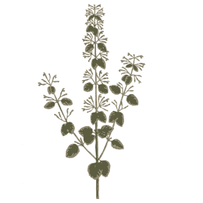 Horehound - A Curious Herbal - 1737