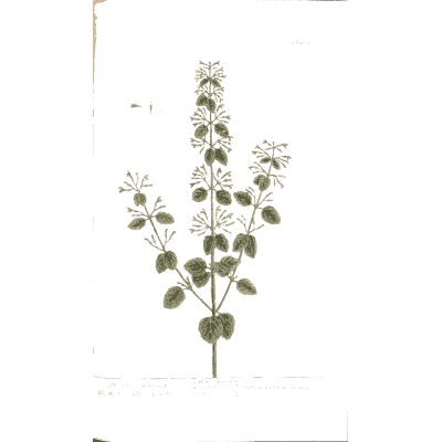 Paired-leaved herb with flower spikes 02 - A Curious Herbal - 1737