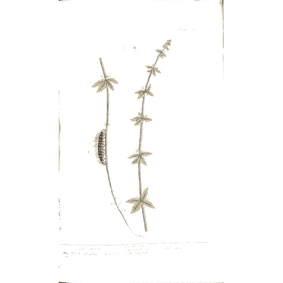 Mare's tail 02 - A Curious Herbal - 1737
