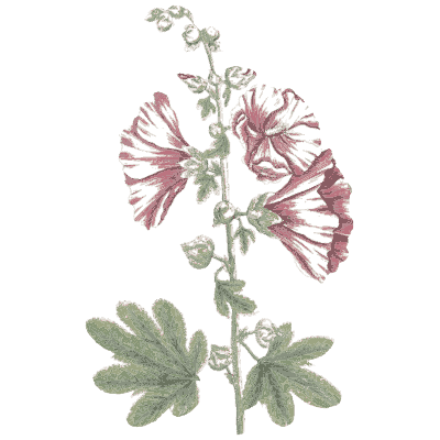 Hollyhock-like mallow - A Curious Herbal - 1737