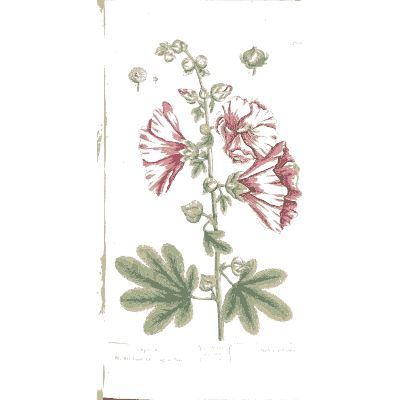 Hollyhock - A Curious Herbal - 1737
