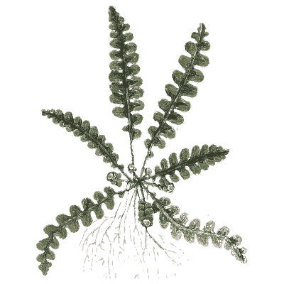 Spleenwort fern - A Curious Herbal - 1737