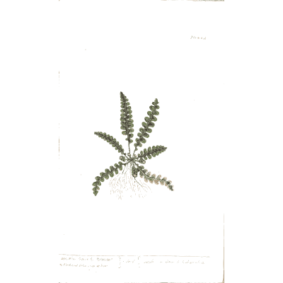 Small fern with root 02 - A Curious Herbal - 1737