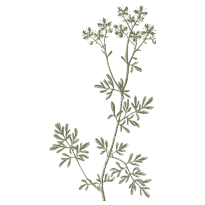 Fumitory-like herb - A Curious Herbal - 1737