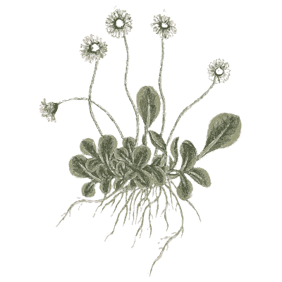 Daisy plant - A Curious Herbal - 1737