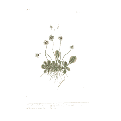 Common daisy - A Curious Herbal - 1737