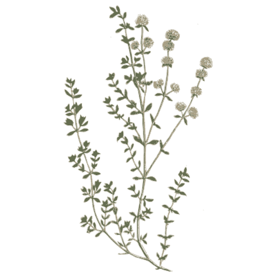 Thyme sprig - A Curious Herbal - 1737