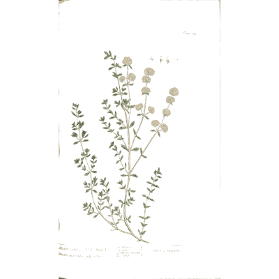 Small-flowered herb sprays - A Curious Herbal - 1737