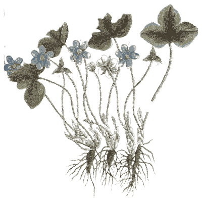 Liverwort with blue flowers - A Curious Herbal - 1737