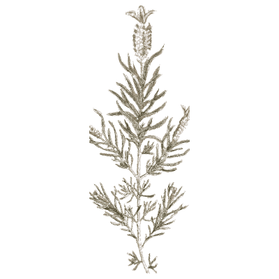 Heath sprig - A Curious Herbal - 1737