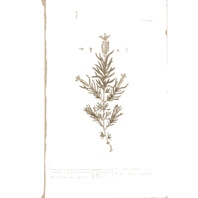 Feathery herb with cone flower head 02 - A Curious Herbal - 1737