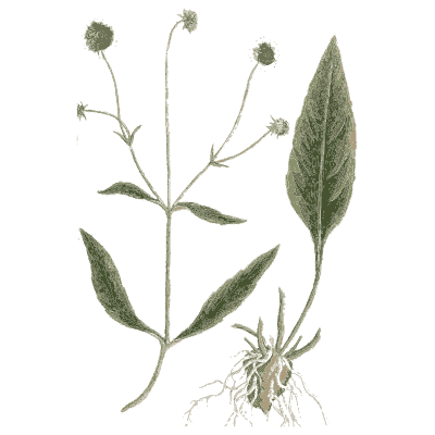 Buttercup-like herb - A Curious Herbal - 1737