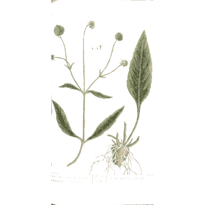 Devil's bit scabious - A Curious Herbal - 1737