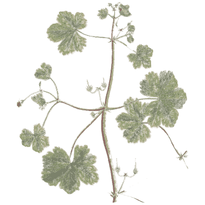 Mallow with lobed leaves - A Curious Herbal - 1737