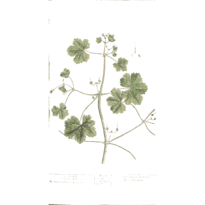 Round-leaved creeping herb 02 - A Curious Herbal - 1737