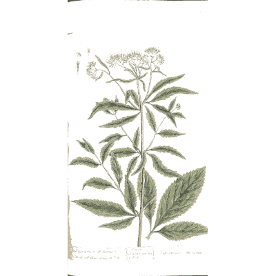 Umbel herb with divided leaves - A Curious Herbal - 1737