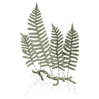 Polypody fern 02 - A Curious Herbal - 1737