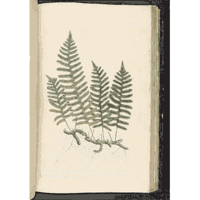 Polypody fern 01 - A Curious Herbal - 1737