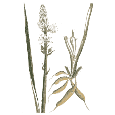 Spike-flowered bulb plant - A Curious Herbal - 1737