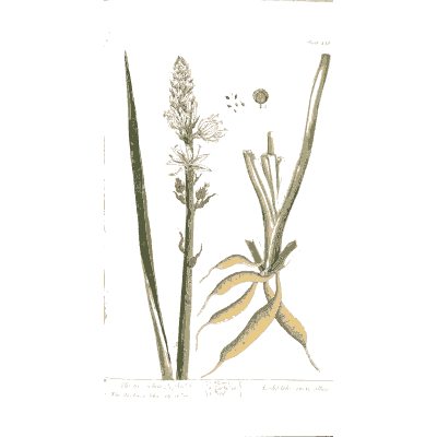 White asphodel with root 02 - A Curious Herbal - 1737