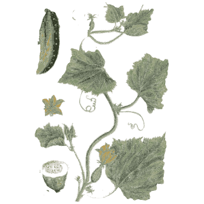Cucumber vine - A Curious Herbal - 1737